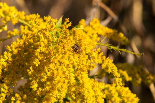 Bee on a yellow flower in the autumn leaf