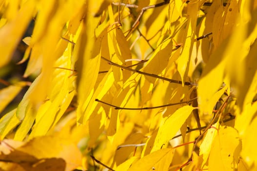 Yellow red leaves on a tree a sunny autumn day