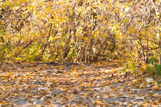 The path in the autumn forest with red leaves