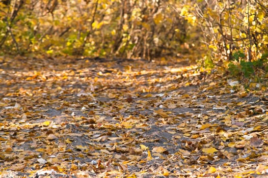 The path in the autumn forest with red leaves