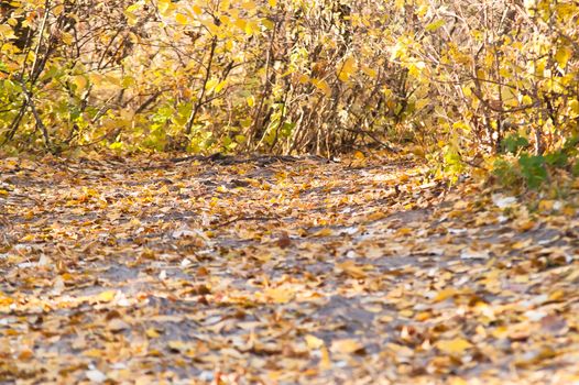 The path in the autumn forest with red leaves