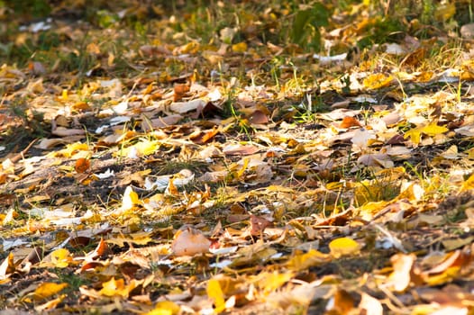 leaves on the ground in the autumn forest