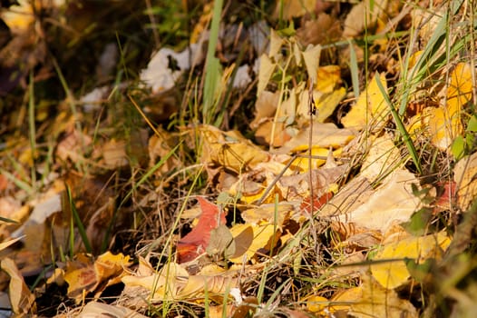 leaves on the ground in the autumn forest