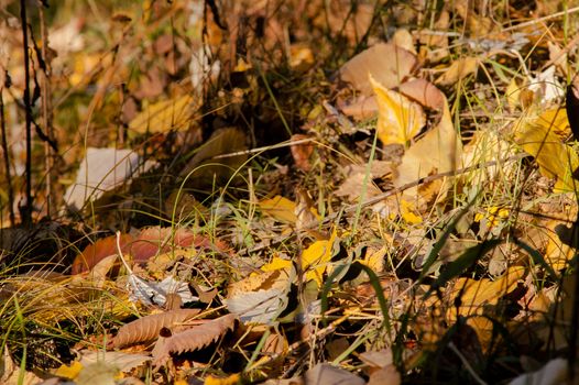 leaves on the ground in the autumn forest