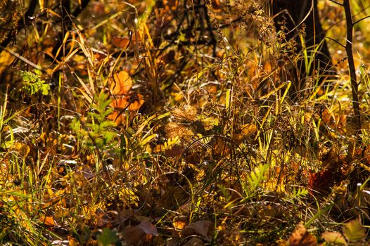 The leaves in the autumn magic forest at sunset