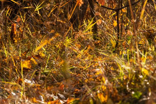 The leaves in the autumn magic forest at sunset