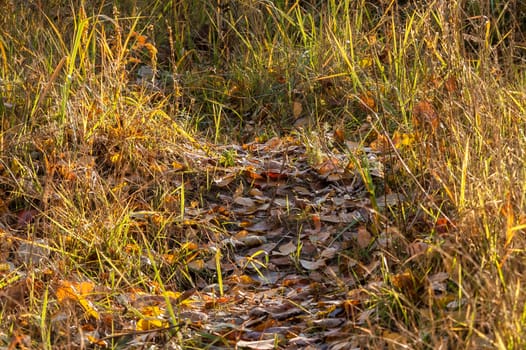 leaves on the ground in the autumn forest