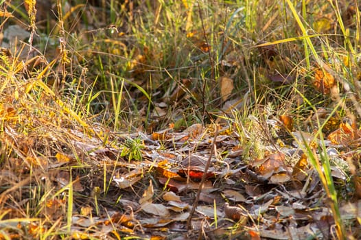 leaves on the ground in the autumn forest