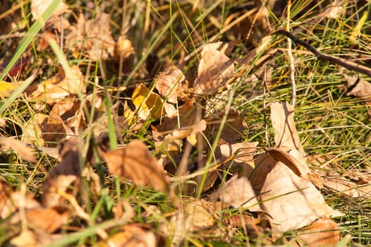 leaves on the ground in the autumn forest