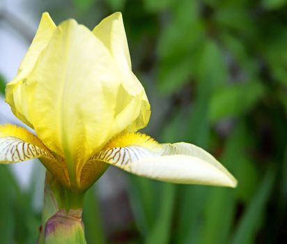 Yellow stripped-leaf blooming Iris in the garden