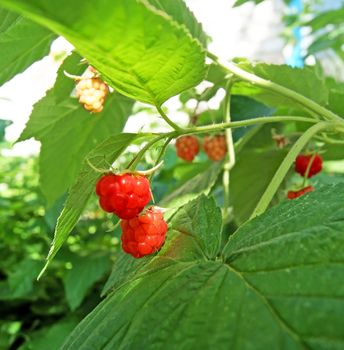 Red raspberry growing with leaves