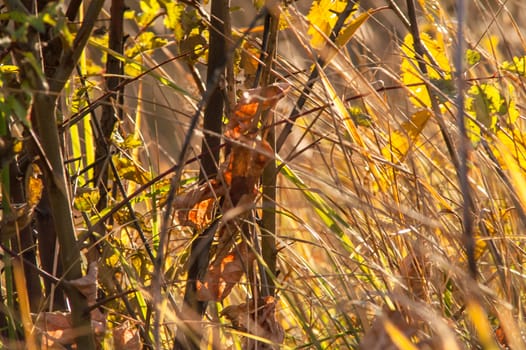 Autumn sunset in the woods on the grass