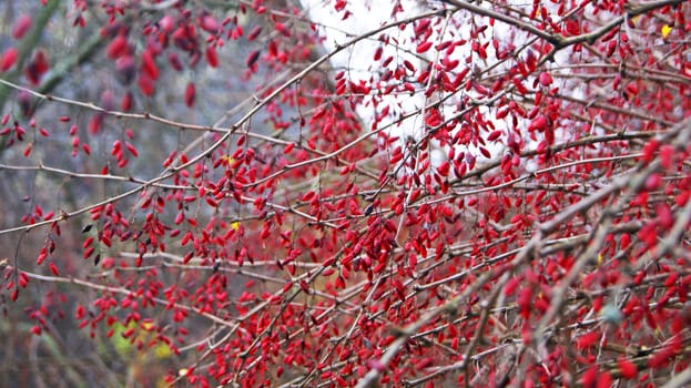 Leafless branches of red barberry plant in autumn