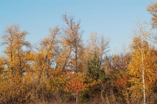 Beautiful sunset in autumn in the deciduous forest