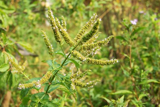 Fresh green wild mint plant with green background