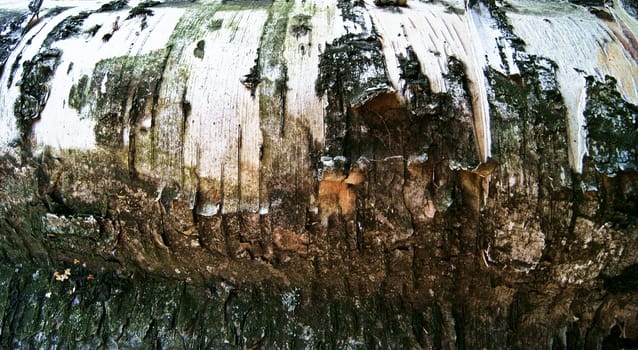 Closeup of birch tree bark texture, horizontal view 