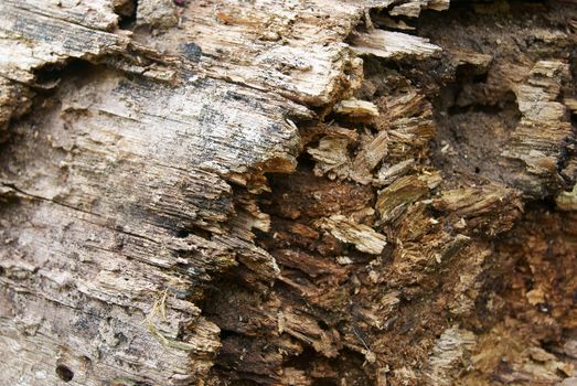 Texture backgroung of old insect-eaten rotten wooden trunk