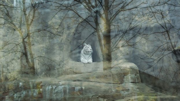 White Tiger in the cave behind the glass with reflection of trees