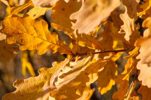 Yellow red leaves on a tree a sunny autumn day