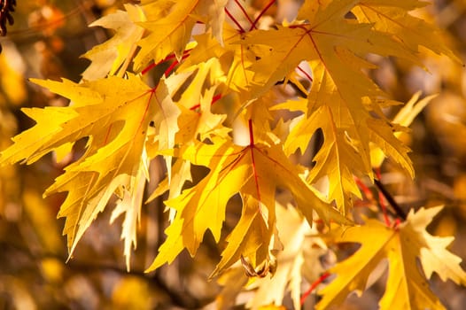 Yellow red leaves on a tree a sunny autumn day