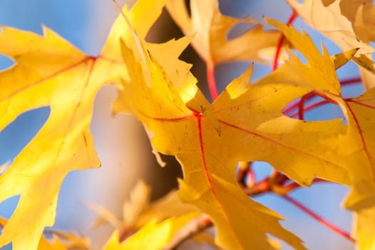 Golden leaves against a beautiful blue sky