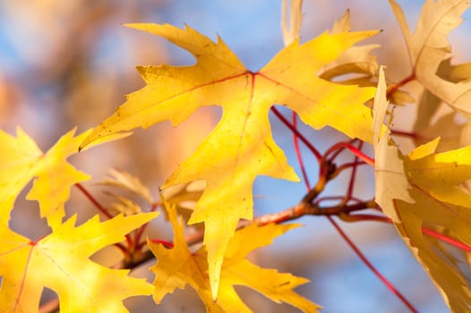 Golden leaves against a beautiful blue sky