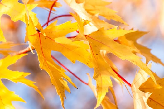 Golden leaves against a beautiful blue sky