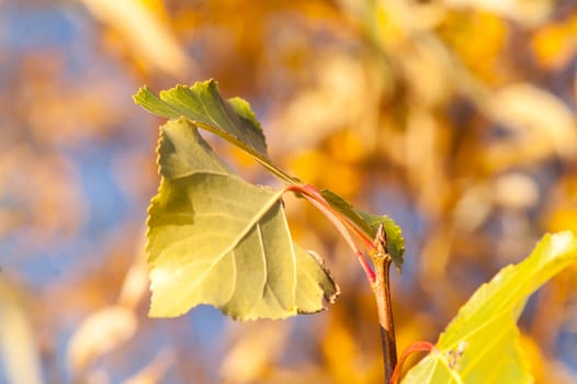 Golden leaves against a beautiful blue sky