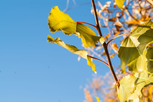 Golden leaves against a beautiful blue sky