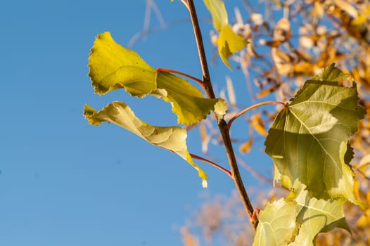 Golden leaves against a beautiful blue sky
