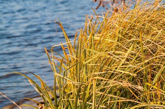 Grass over water on a sunny day in autumn