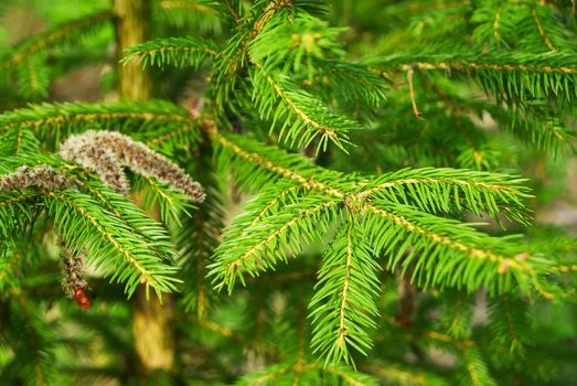 Green branch of fir tree in the forest