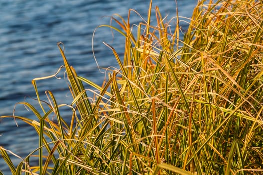 Grass over water on a sunny day in autumn