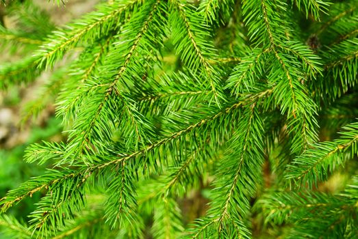 Background of green branch of fir tree plant in nature