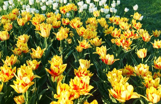 Field of colorful springtime yellow and red striped double tulips