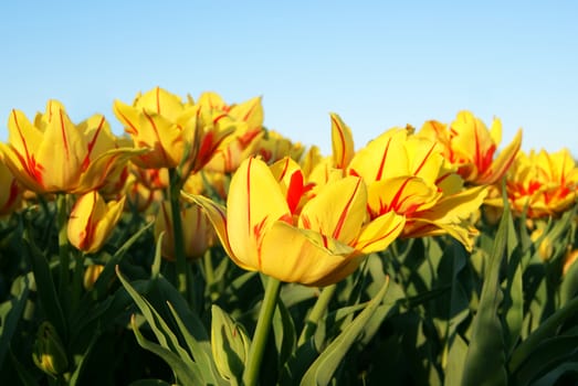 Group of striped tulips on clear sky background in the evening sunlight