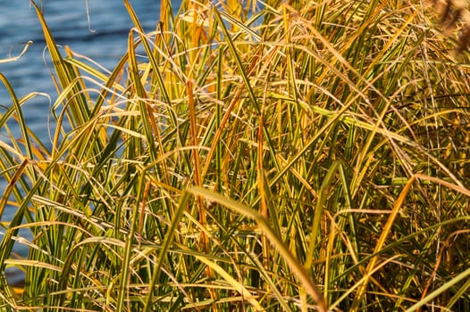 Grass over water on a sunny day in autumn