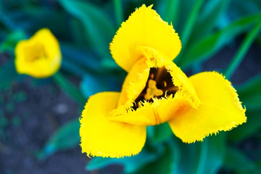 Top view of fringe-petaled triangular shape yellow tulip