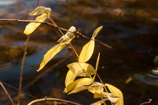 Grass over water on a sunny day in autumn