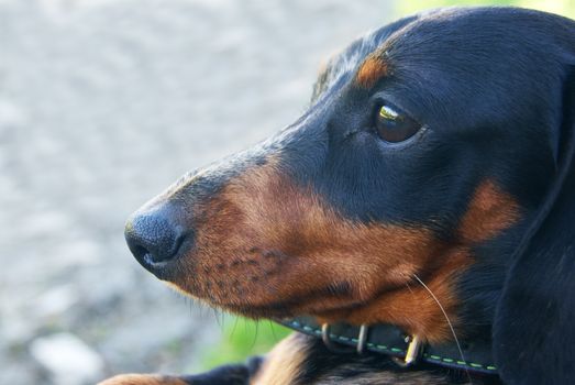 Closeup of Dachshund sitting and resting in the street