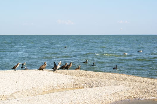 Flight of Cormorants and Seagulls resting on the island in the Azov sea