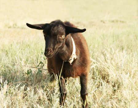 Black goat kid just drunk milk in the field