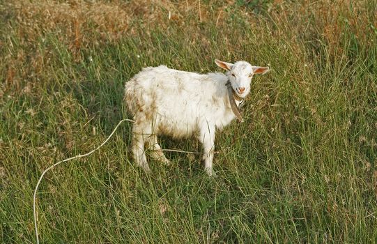 Smiling white little goat kid in the grassy meadow