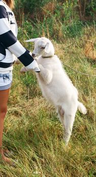 Unrecognizable girl gently holding white goat by legs