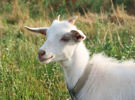 Smiling white goat in the sunny meadow, a portrait 