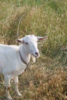 White goat in the ripen rye field, a vertical portrait 