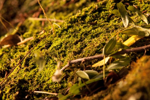 moss growing near the water spring sunny day