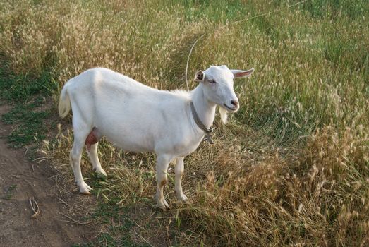 White goat walking down the road in the ripen rye field, udder full of milk