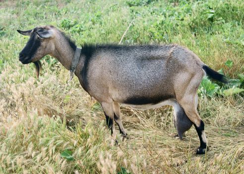Black goat walking in the ripen rye field, udder full of milk