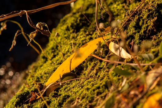 moss growing near the water spring sunny day